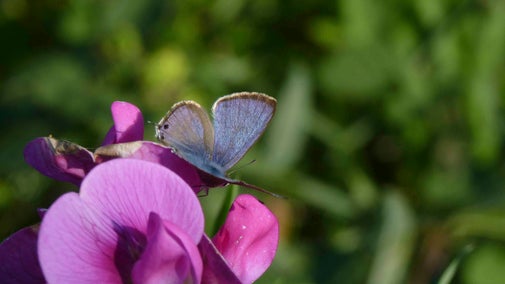 A male Long-Tailed Blue butterfly on a pink flower